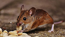 24 Hour & Emergency Exterminators in Anniston, AL